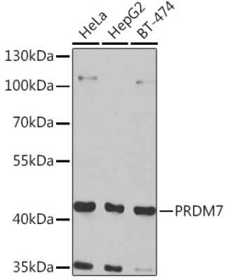 Western Blot: PRDM7 Antibody [NBP2-93472] - Western blot analysis of extracts of various cell lines, using PRDM7 Rabbit pAb (NBP2-93472) at 1:1000 dilution. Secondary antibody: HRP Goat Anti-Rabbit IgG (H+L) at 1:10000 dilution. Lysates/proteins: 25ug per lane. Blocking buffer: 3% nonfat dry milk in TBST. Detection: ECL Basic Kit. Exposure time: 90s.